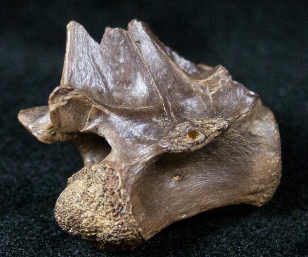 Large Cretaceous Lizard Vertebrae - Hell Creek Formation #12805